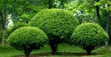 Desbroces forestales